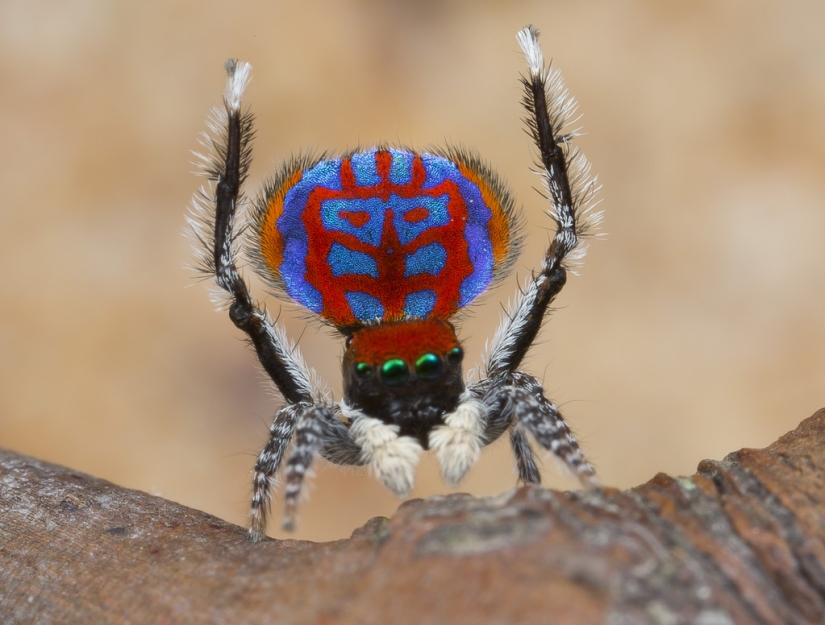 Newly discovered animals you haven't seen yet