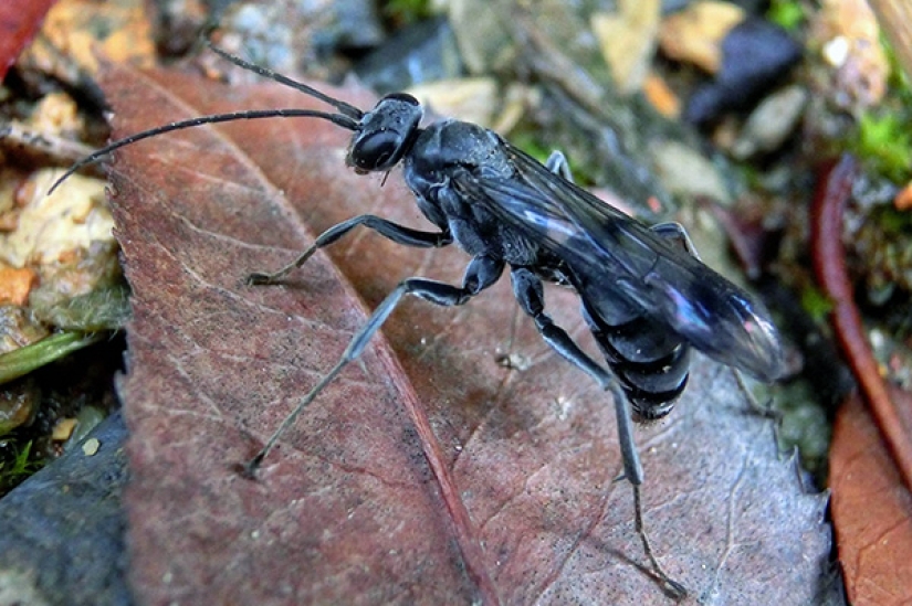 Newly discovered animals you haven't seen yet