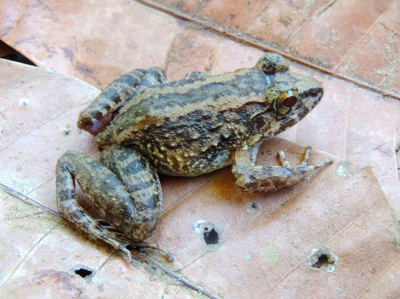 Newly discovered animals you haven't seen yet