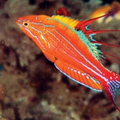 Newly discovered animals you haven't seen yet