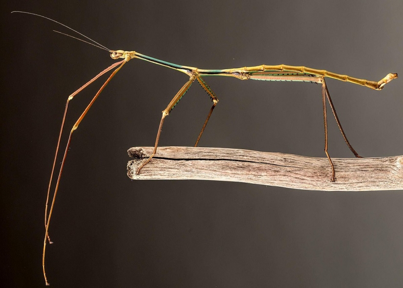 Newly discovered animals you haven't seen yet