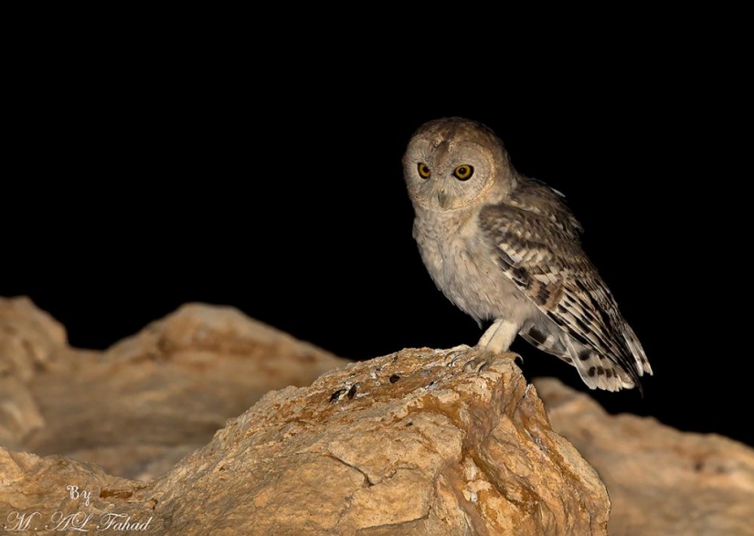 Newly discovered animals you haven't seen yet