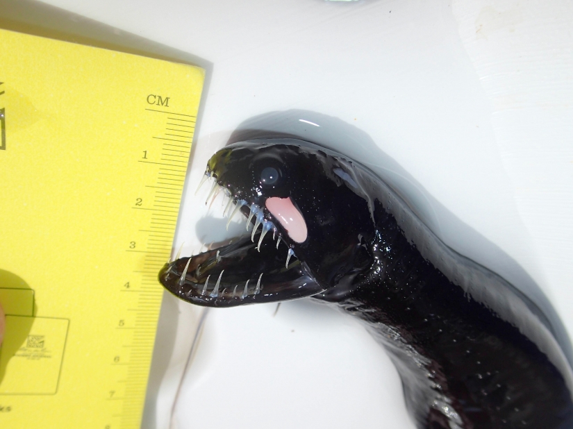 Newly discovered animals you haven't seen yet