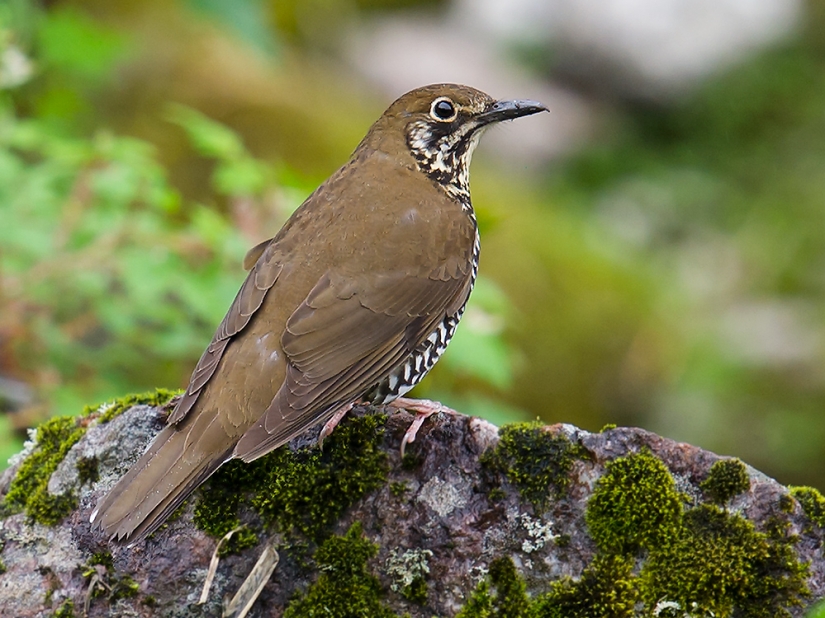 Newly discovered animals you haven't seen yet