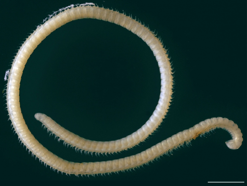 Newly discovered animals you haven't seen yet