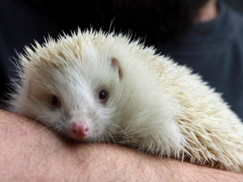 No como todos los demás: bestias albinas