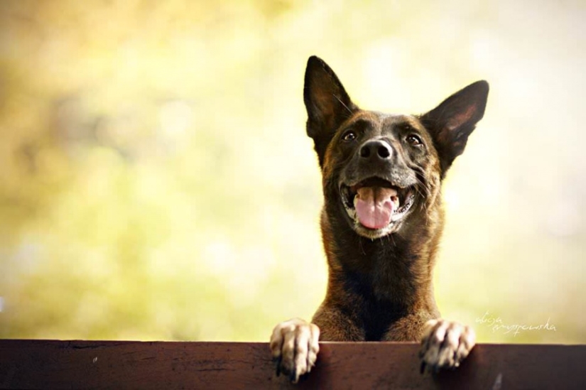 No one has ever done such cool portraits of dogs