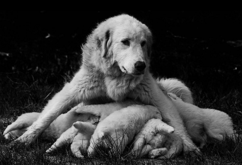 No one has ever filmed life in the village so bright