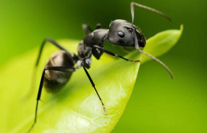 No sólo en el interior: 12 de la más inusual, pero eficaces, para usar vodka