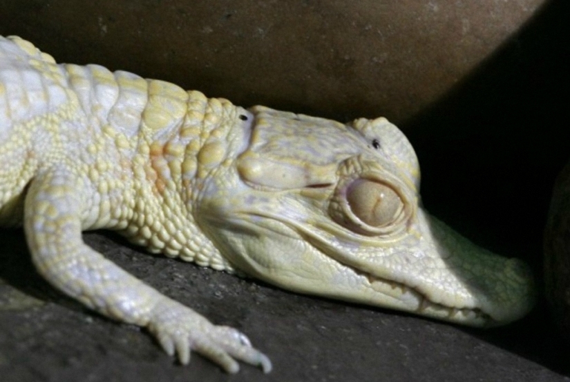 Not like everyone else: albino beasts