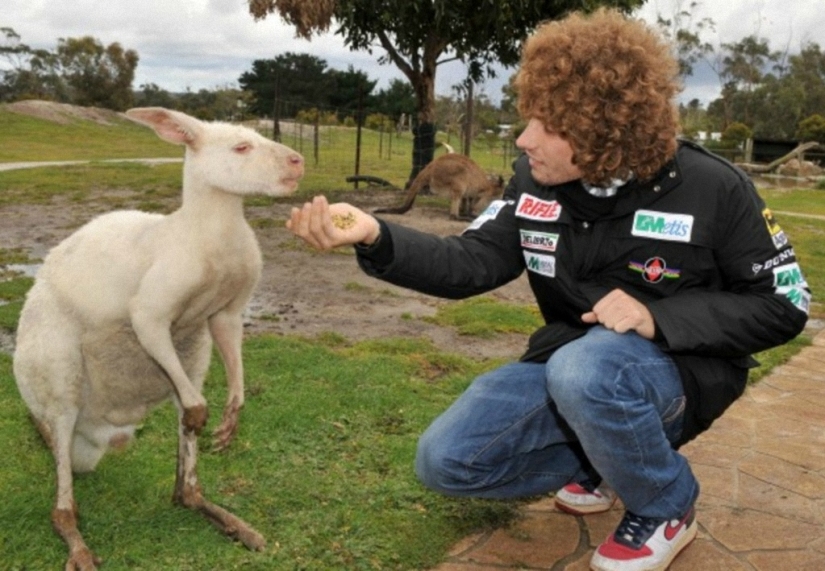 Not like everyone else: albino beasts