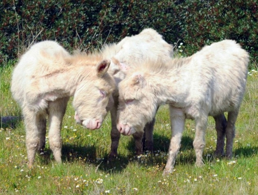 Not like everyone else: albino beasts