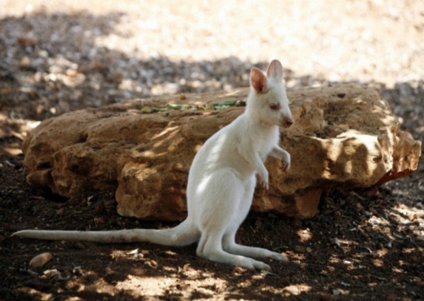Not like everyone else: albino beasts