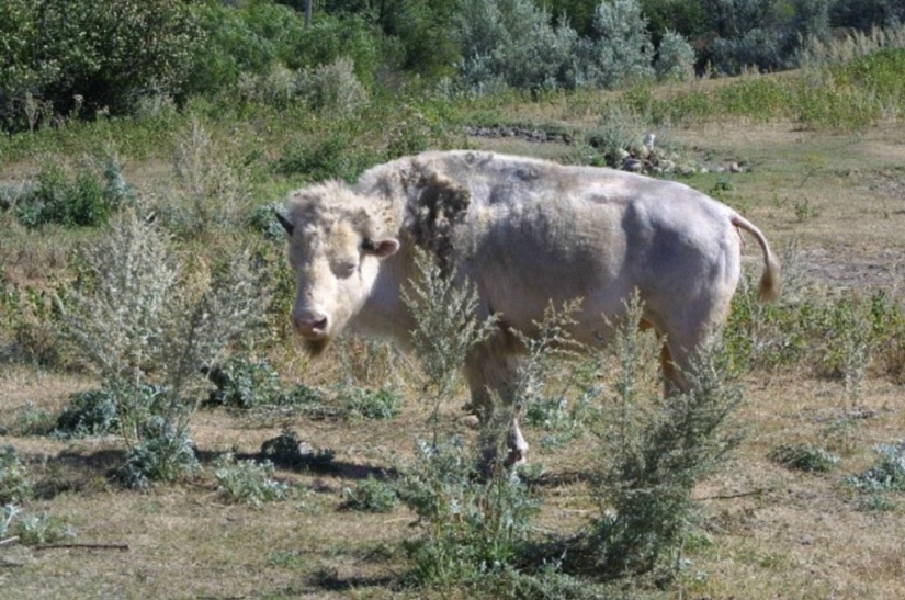 Not like everyone else: albino beasts