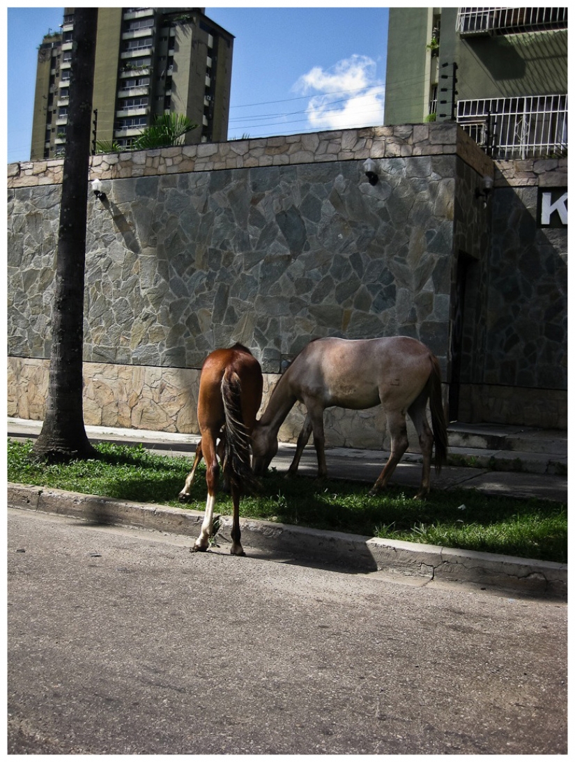 Obras maestras de la arquitectura natural-nidos de pájaros
