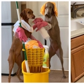 On all paws master: how dogs help their mistress clean the house