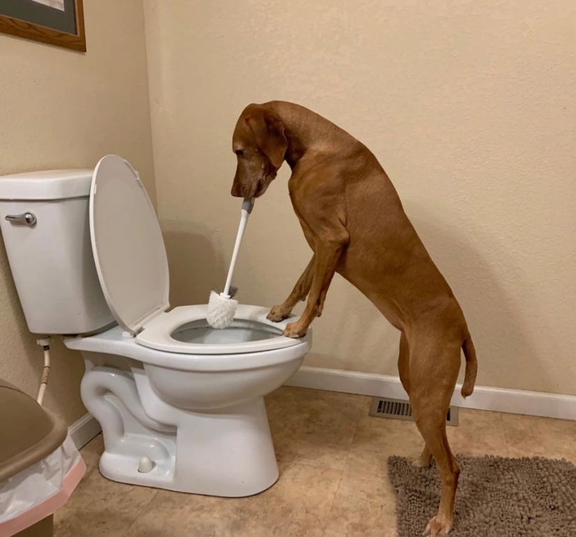 On all paws master: how dogs help their mistress clean the house On all paws master: how dogs help their mistress clean the house