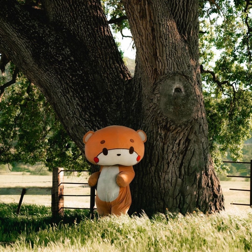 Oso caminante: el tipo caminó 770 km de Los Ángeles a San Francisco