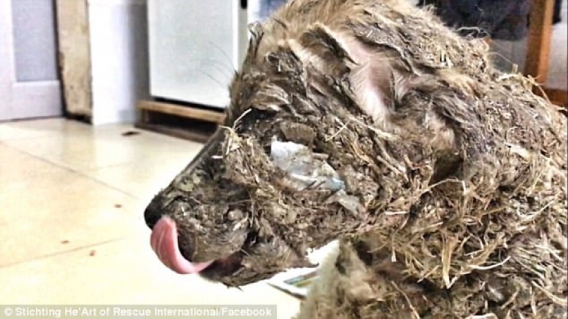 Pascal's incredible transformation