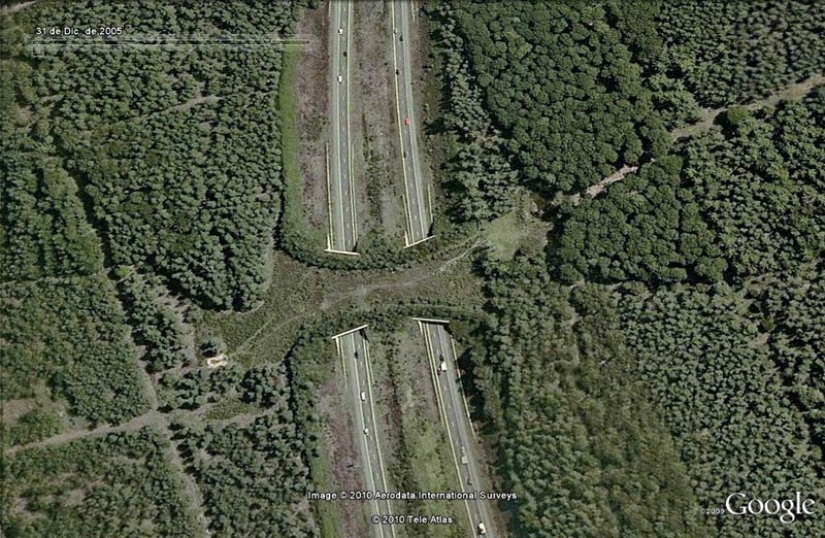 Pedestrian crossings for animals Pedestrian crossings for animals