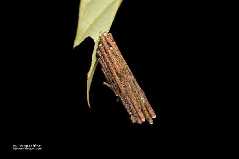 Pequeños arquitectos en el mundo de la vida salvaje