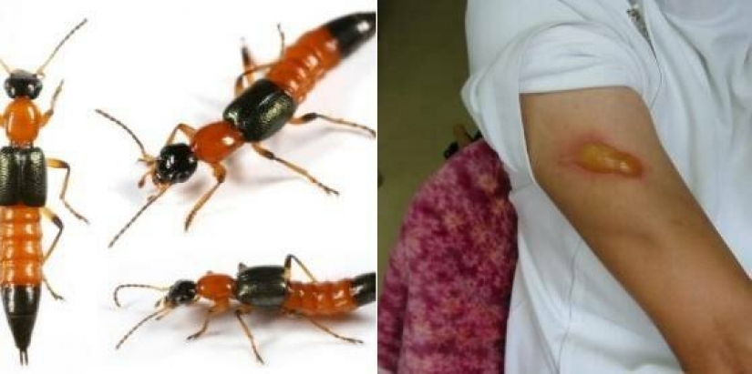 Perverts, cockroaches and cold in the winter: the Russian spoke about the difficulties of life in Japan Perverts, cockroaches and cold in the winter: the Russian spoke about the difficulties of life in Japan