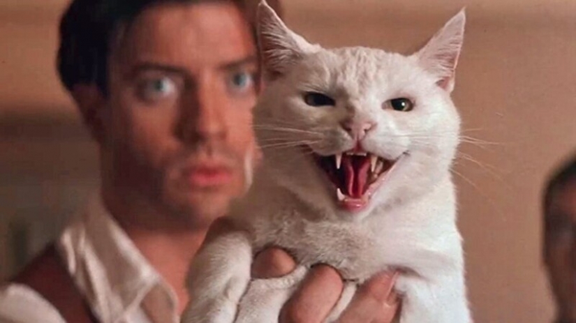 Pet of the 90s: netizens Express their love Brendan Fraser Pet of the 90s: netizens Express their love Brendan Fraser