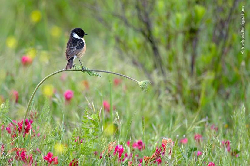Photo of a Russian who received the Grand Prix, and other finalists of the Wildlife Photographer of the Year 2020 competition