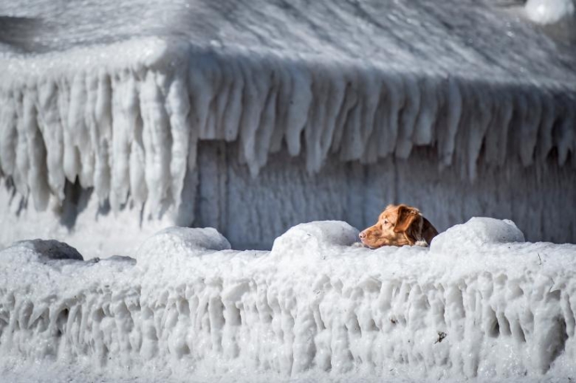 Photos of the Year: Animals Photos of the Year: Animals
