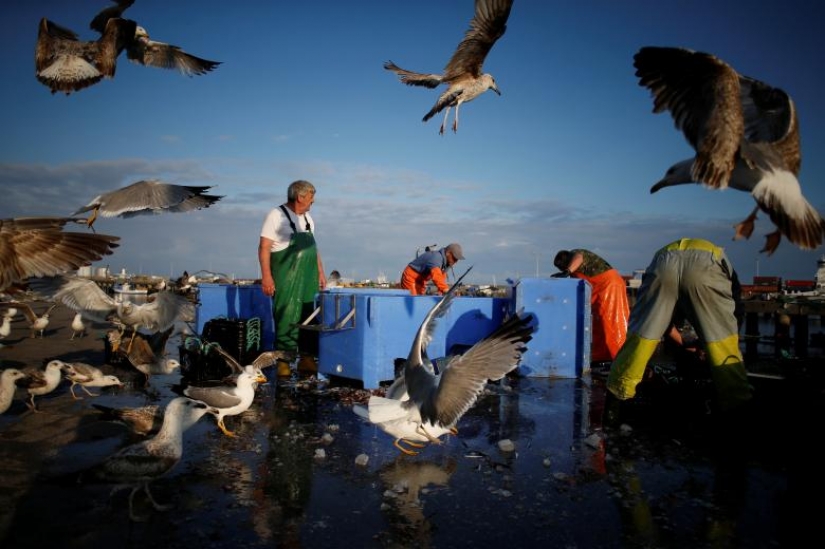 Photos of the Year: Animals Photos of the Year: Animals