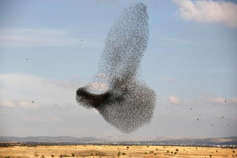 Photos of the Year: Animals Photos of the Year: Animals