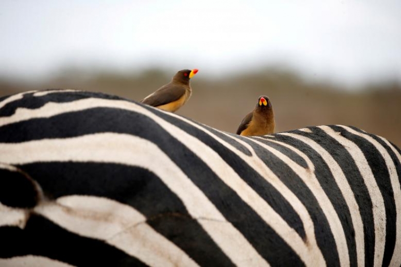 Photos of the Year: Animals Photos of the Year: Animals