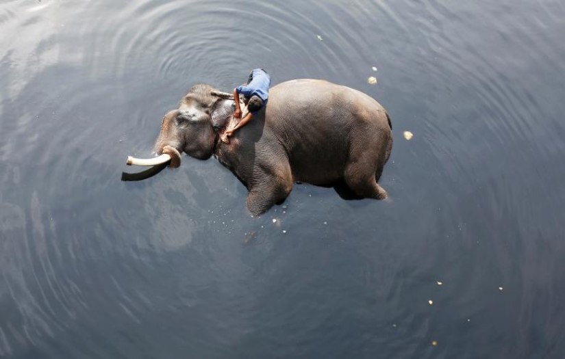 Photos of the Year: Animals Photos of the Year: Animals