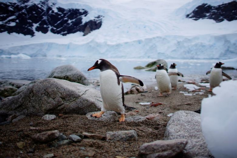 Photos of the Year: Animals Photos of the Year: Animals