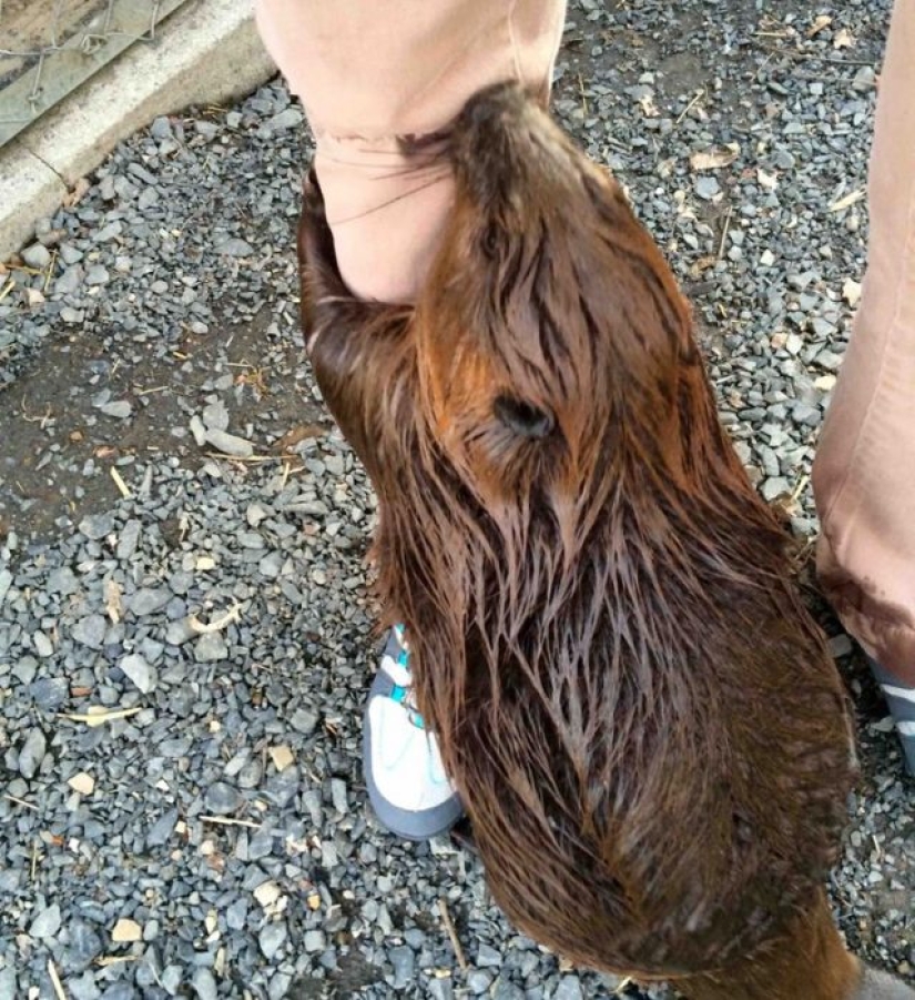 10 photos that prove that fluffy friends can improve any miserable day