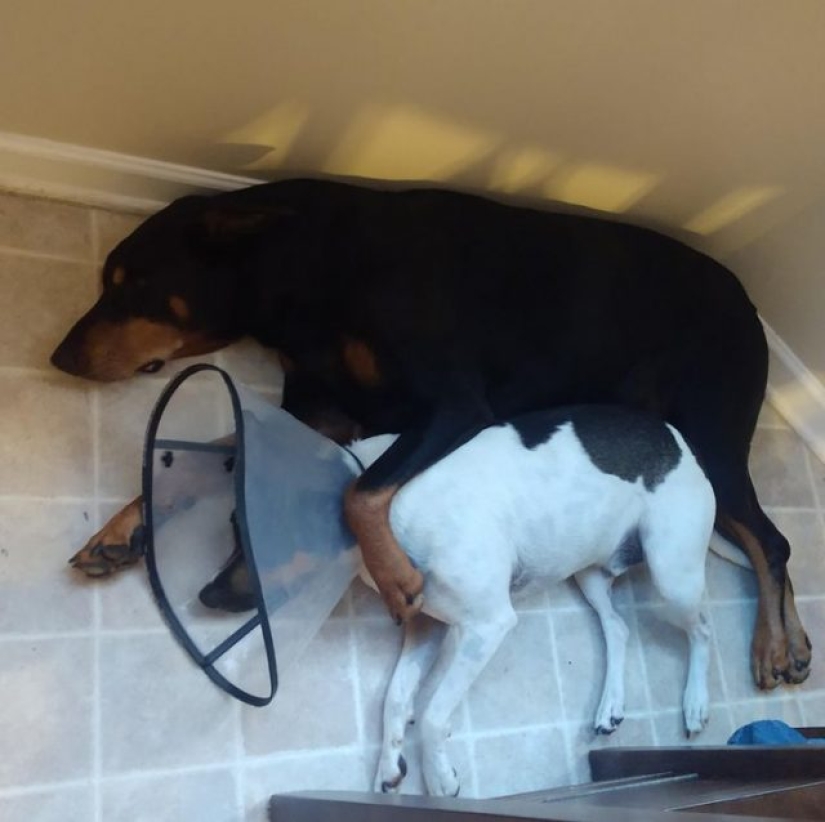 10 photos that prove that fluffy friends can improve any miserable day