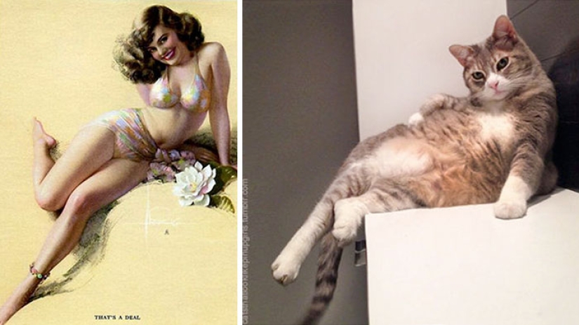 Pin-up-Girls vs cats in the fight for your love