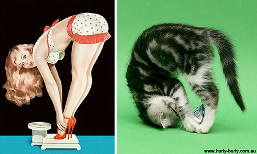 Pin-up-Girls vs cats in the fight for your love