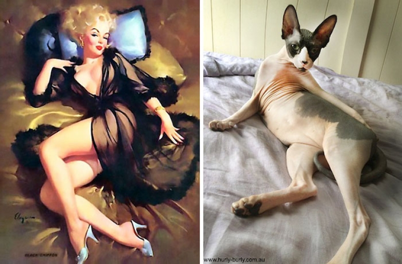 Pin-up-Girls vs cats in the fight for your love
