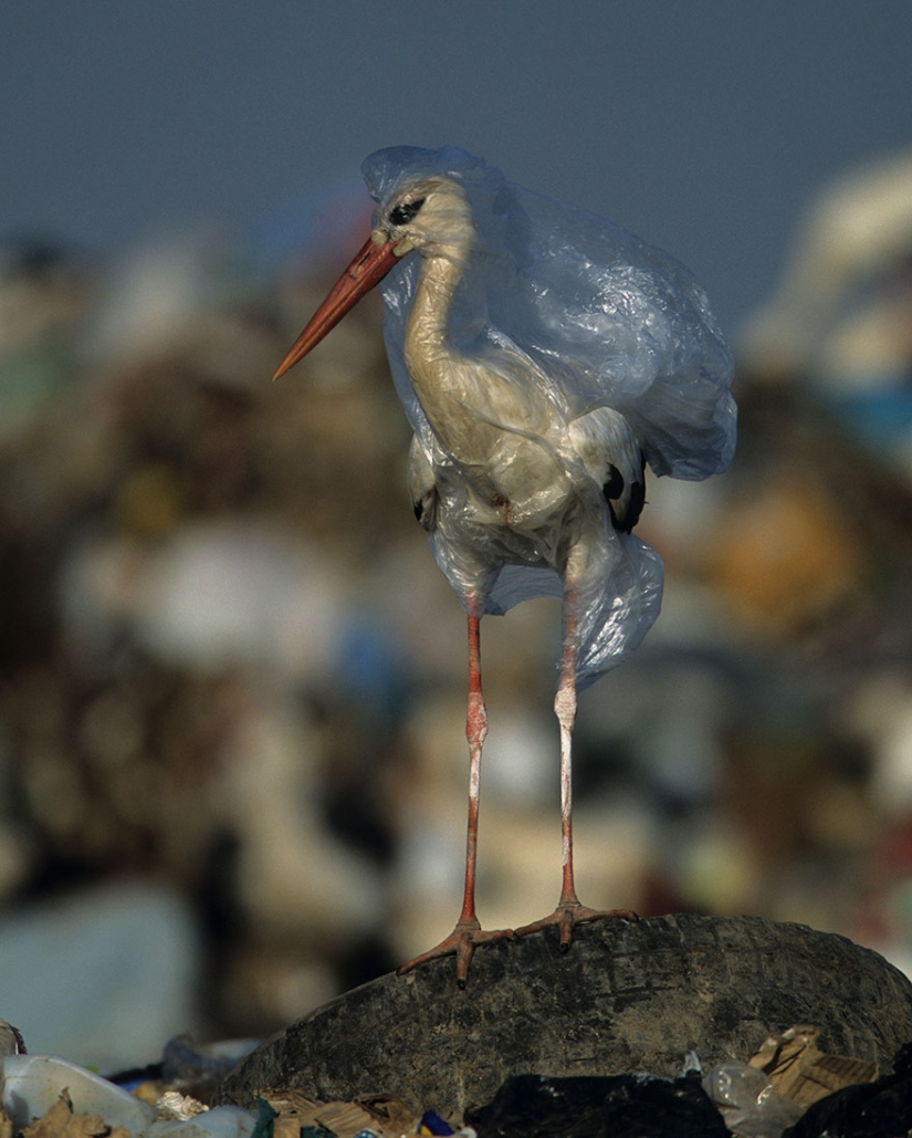 Planet or plastic? National Geographic Campaign