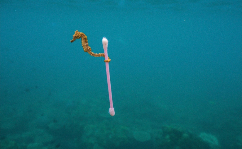 Planet or plastic? National Geographic Campaign