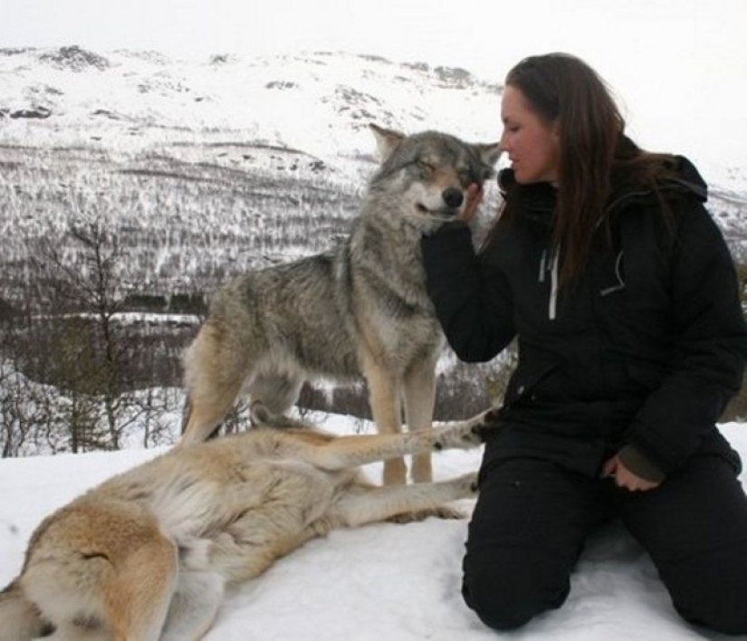 Playing with wolves is allowed