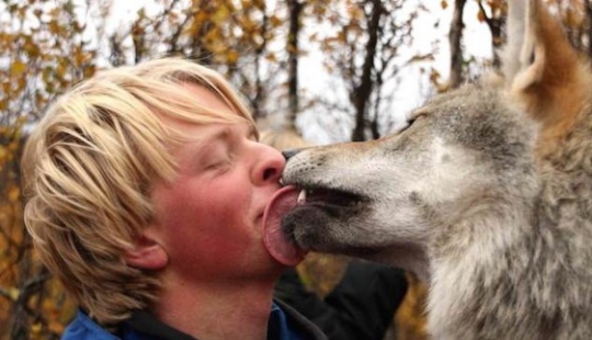 Playing with wolves is allowed Playing with wolves is allowed