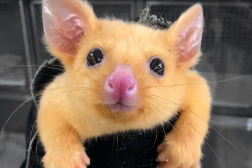 Pokemon hay en Australia encontraron amarillo de la zarigüeya, que es tan similar a Pikachu