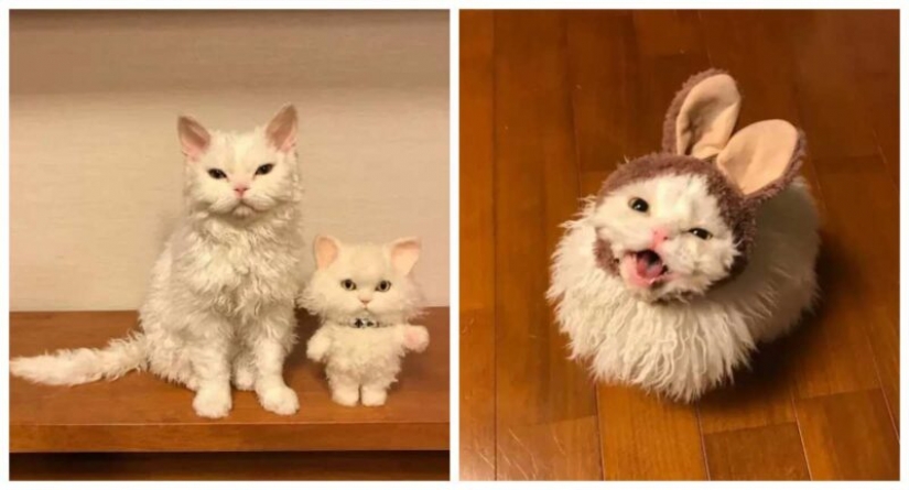 Por qué el gato Chiriko de Japón siempre parece infeliz Por qué el gato Chiriko de Japón siempre parece infeliz