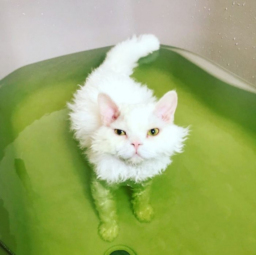 Por qué el gato Chiriko de Japón siempre parece infeliz Por qué el gato Chiriko de Japón siempre parece infeliz