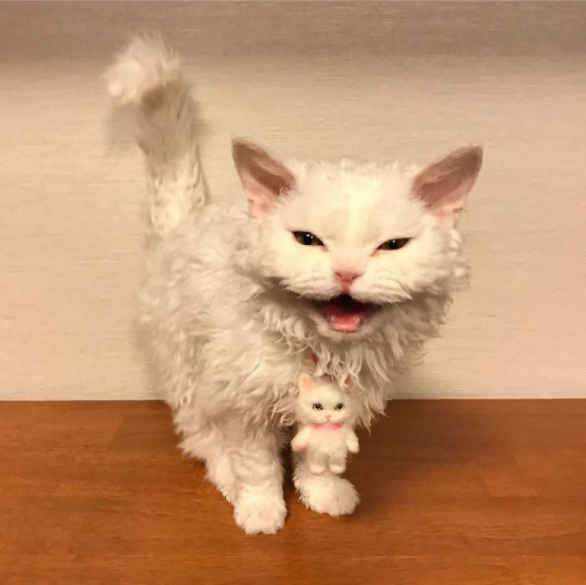 Por qué el gato Chiriko de Japón siempre parece infeliz Por qué el gato Chiriko de Japón siempre parece infeliz