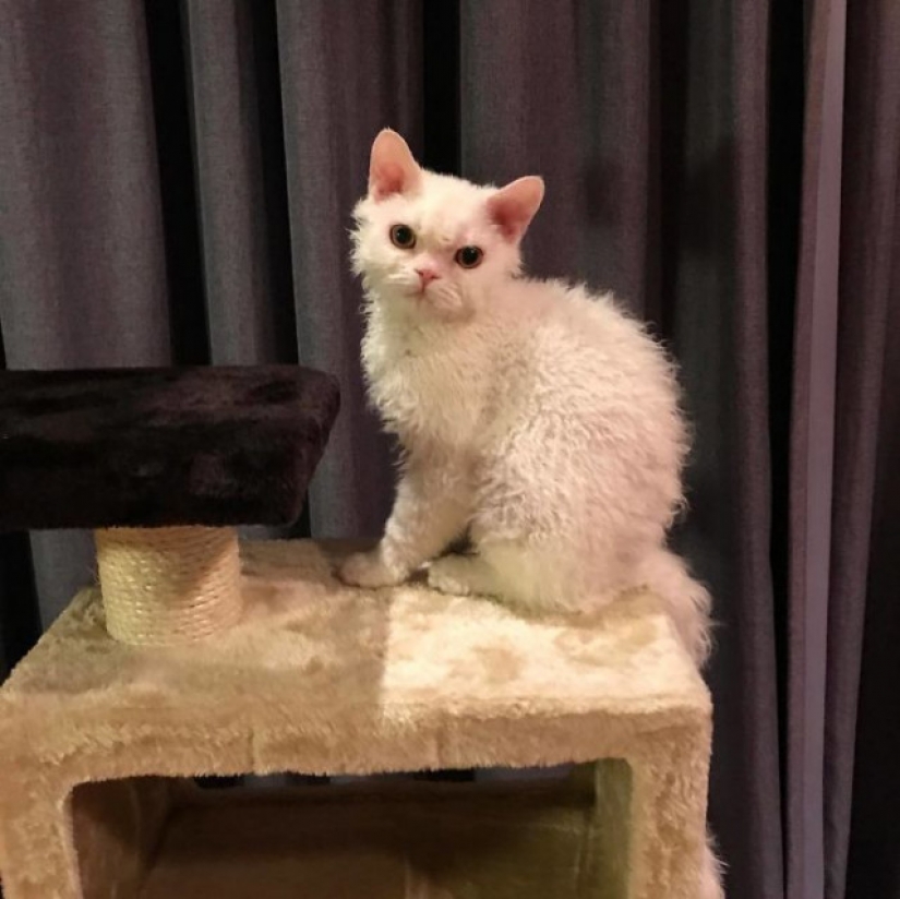 Por qué el gato Chiriko de Japón siempre parece infeliz Por qué el gato Chiriko de Japón siempre parece infeliz