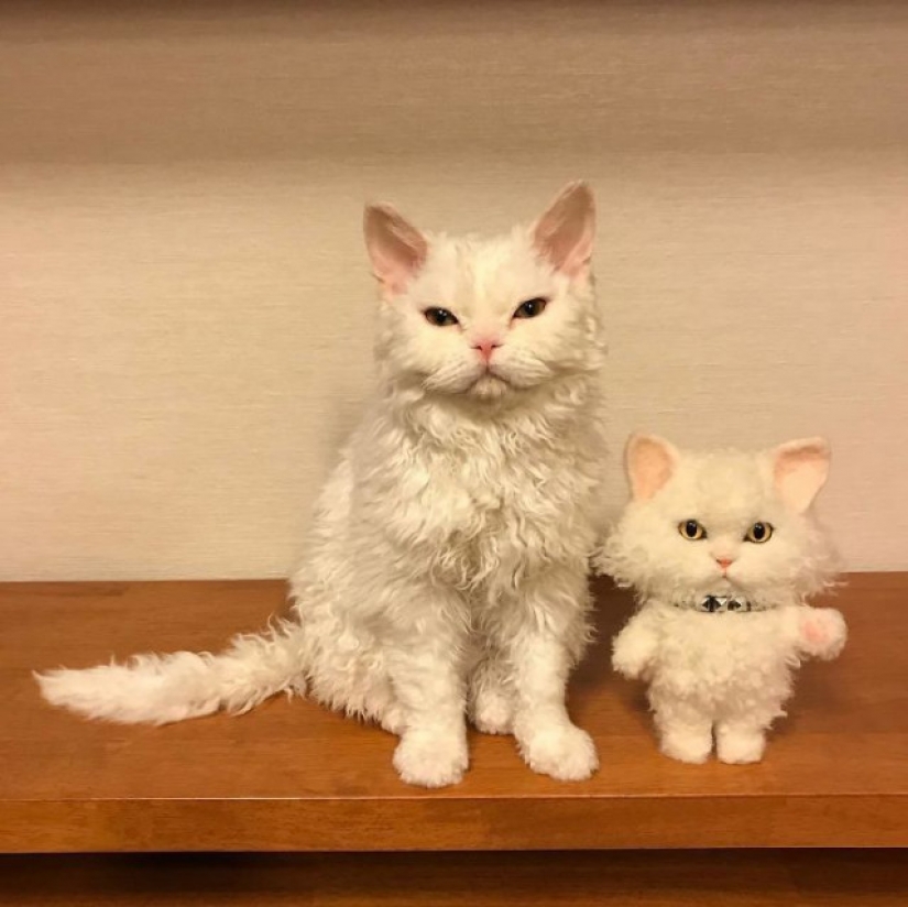 Por qué el gato Chiriko de Japón siempre parece infeliz Por qué el gato Chiriko de Japón siempre parece infeliz