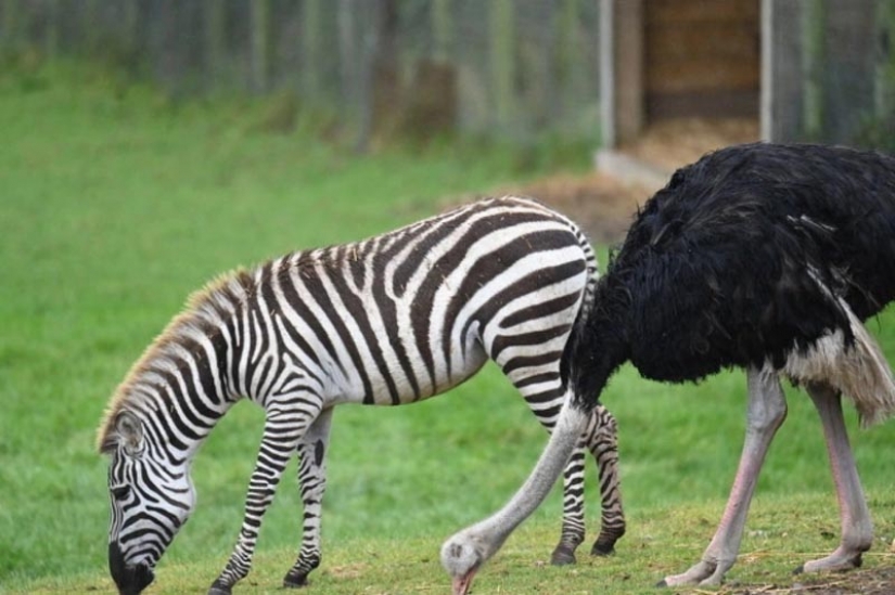 Por qué un avestruz de un safari park piensa que es una cebra